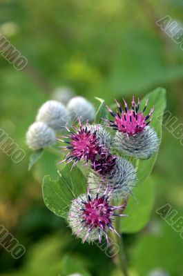 burdock