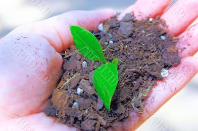 Human hand and young plant growing Human hand and young plant growing