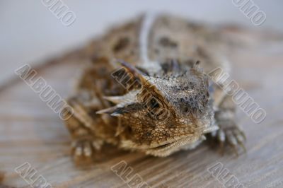 Horny Toad