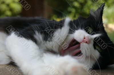 Feline Feline