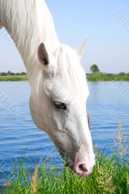 Grazed white horse