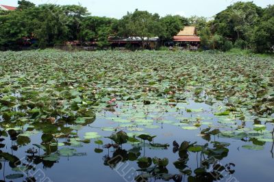 Lotus pond in Ayuthaya