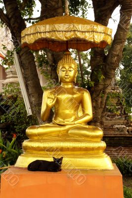 Golden Buddha and cat