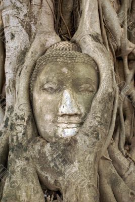 Buddha and bodhi tree