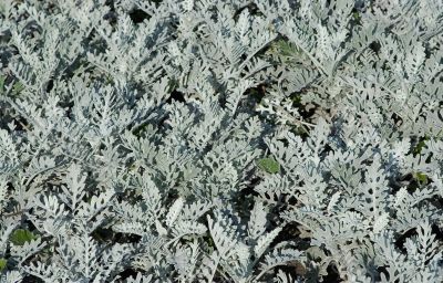 grey decorative plants