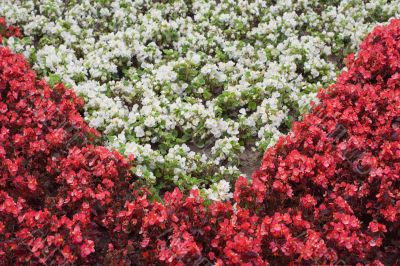 red and white flowers