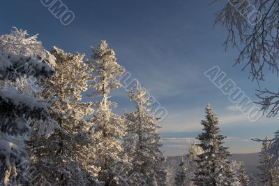 Winter sunlight