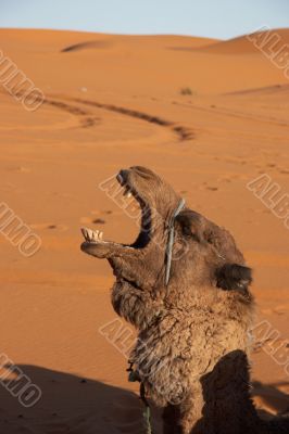 Camel emotion