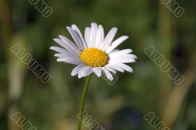 one camomile