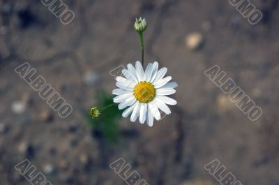 single camomile