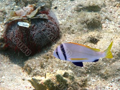 Sea urchin