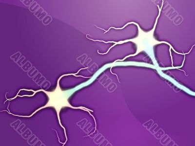 Neuron nerve cells