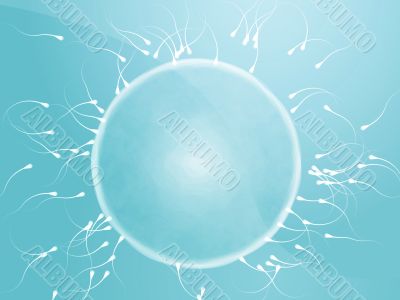 Egg fertilization illustration Egg fertilization illustration