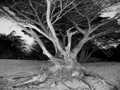The Lady in the tree, Carmel, CA The Lady in the tree, Carmel, CA