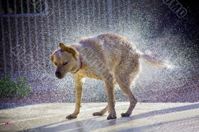 Dog shaking off water highlighted by sunlight