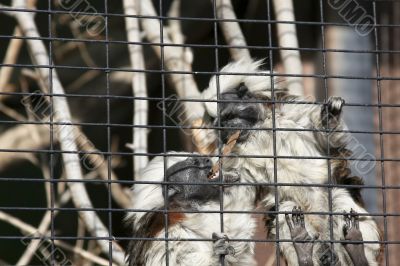 Two monkeys play fighting in a cage 2