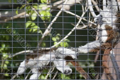 Two monkeys play fighting in a cage