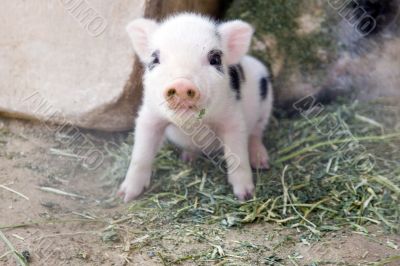 Adorable fuzzy one week old baby piglet