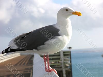 Seagull on railing Seagull on railing
