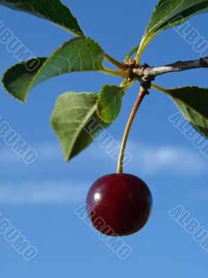 cherry fruit