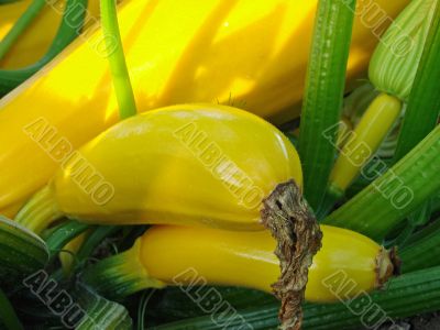 yellow marrows