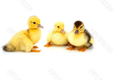 Three little duckling Three little duckling