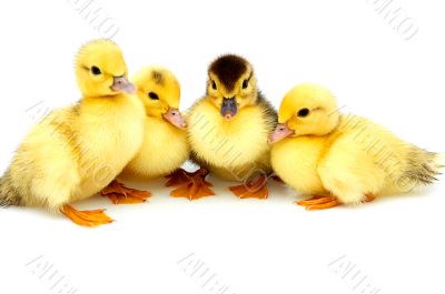 Four little ducklings. Four little ducklings.