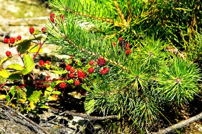 Raspberry in the forest. Raspberry in the forest.