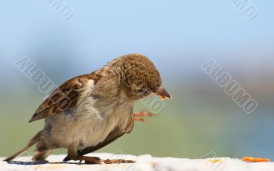 eating sparrow eating sparrow