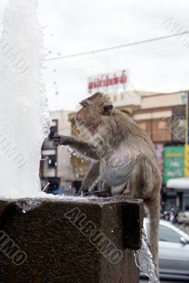 Monkey and water