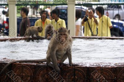 Wet monkey and pond