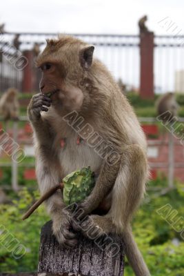 Monkey eating