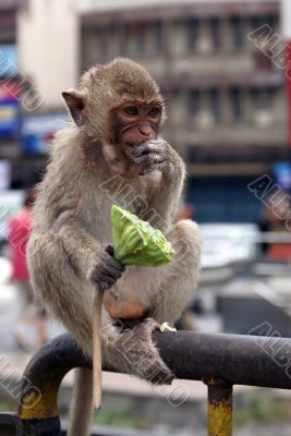 Eating monkey