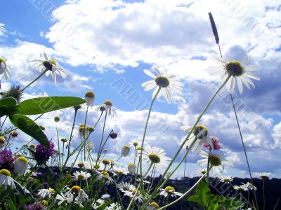 camomiles and wild flowers