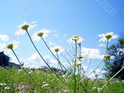 group of camomiles