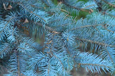 Christmas tree Christmas tree