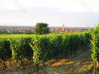 french wineyard in alsace
