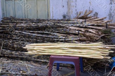Sugar cane