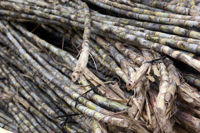 Sugar cane