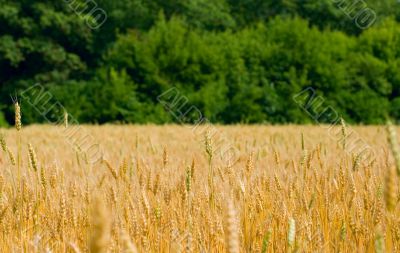 Field of wheat