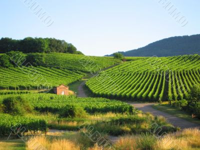 vineyard in Alsace
