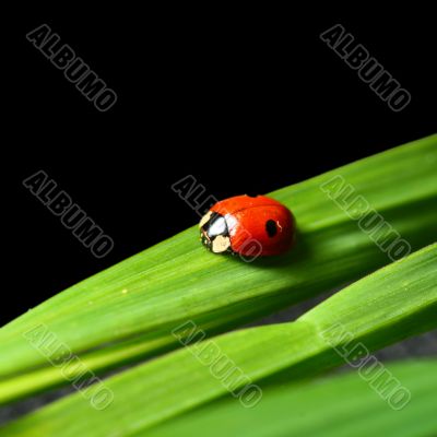 ladybug on grass