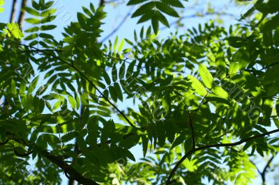 incredible green leaf foliage