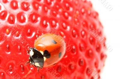 ladybug gourmet