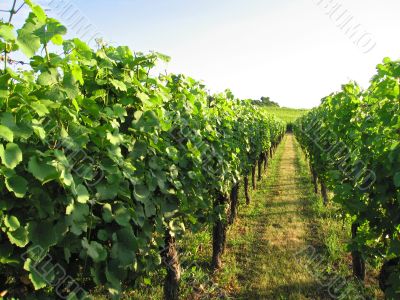 French vineyard