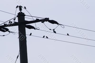 Birds on electrical wires