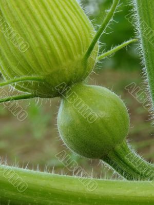 green pumpkin