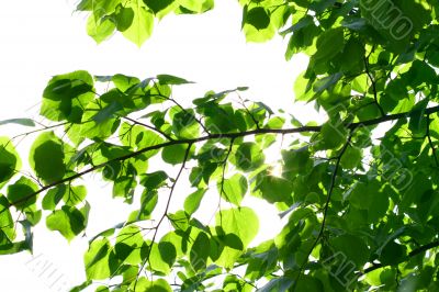 incredible green leaf foliage