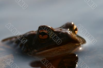 toad