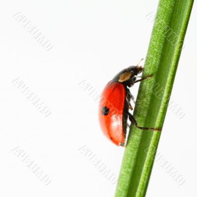 ladybug on grass